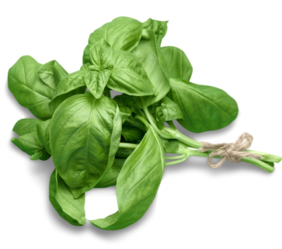 ALBAHACA FRESCA