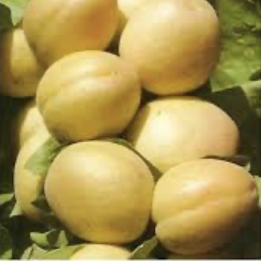 ALBARICOQUE BLANCO