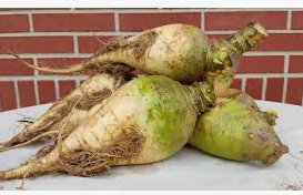 NABO MAINAR (RUTABAGA)