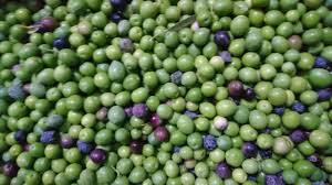 OLIVA ECOMATARRANYA K