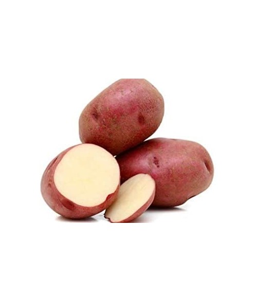 PATATA ROJA