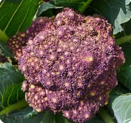 ROMANESCU MORADO