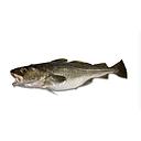 CONGRIO ISMA PESCADOS