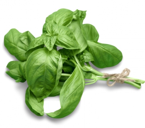 [6005] ALBAHACA FRESCA