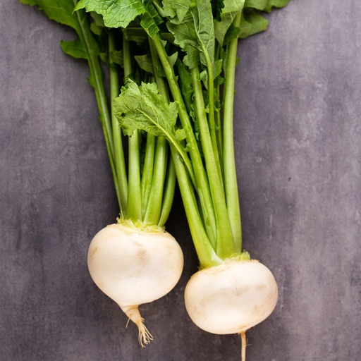 [2888] NABO BOLA DE NIEVE