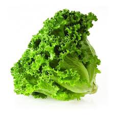 [5479] LECHUGA BATAVIA