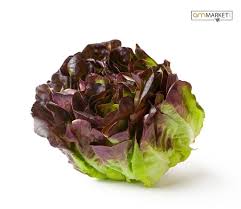 [5481] LECHUGA HOJA ROBLE 