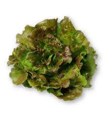 [6009] LECHUGA MARAVILLA