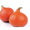 [2270] CALABAZA POTIMARRON