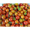 [2156] CHERRY MULTICOLOR