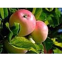 [3210] MANZANA VERDE DONCELLA SALTAMONTES