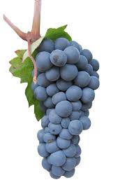 [2195] UVA GARNACHA